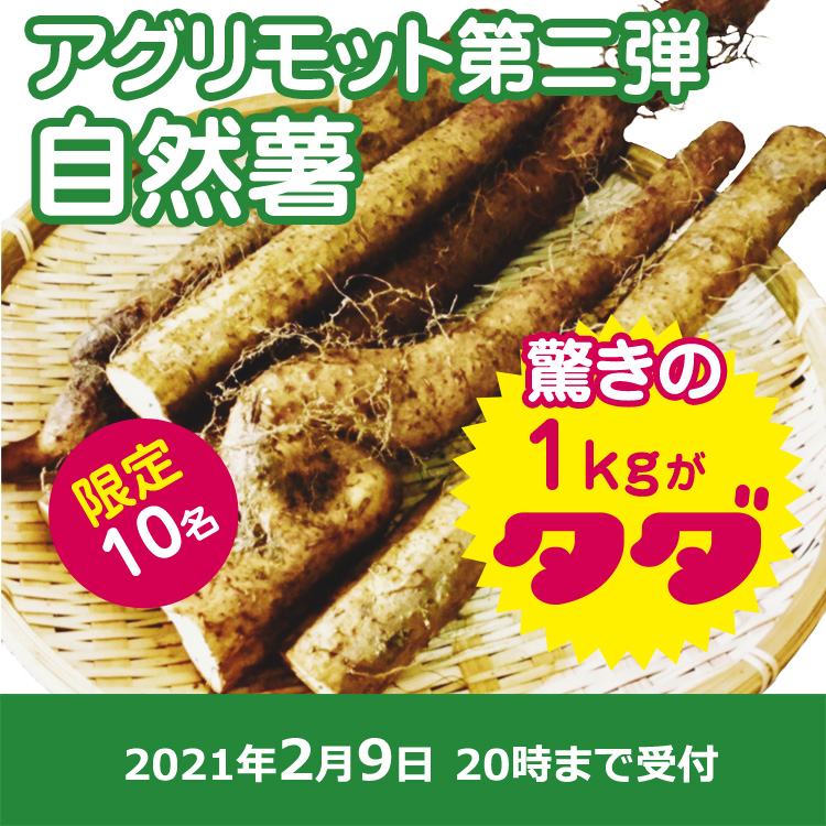 【アグリモットご提供】規格外自然薯1kg第二弾