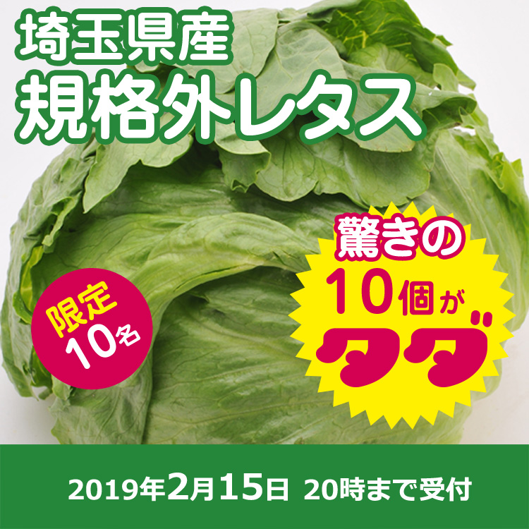 規格外レタス3キロ