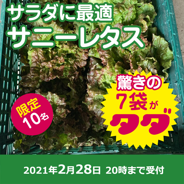 【プレゼント】サニーレタス