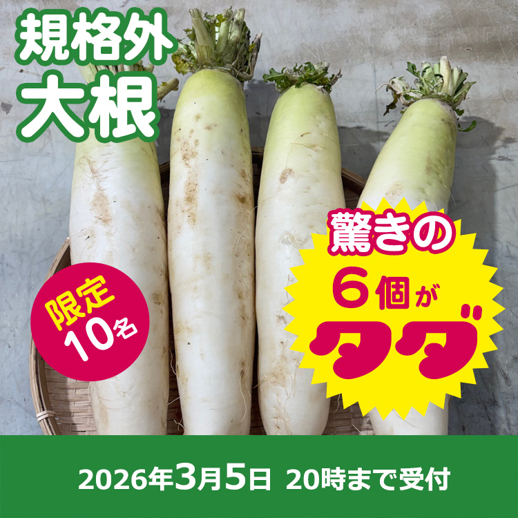 【プレゼント】規格外大根