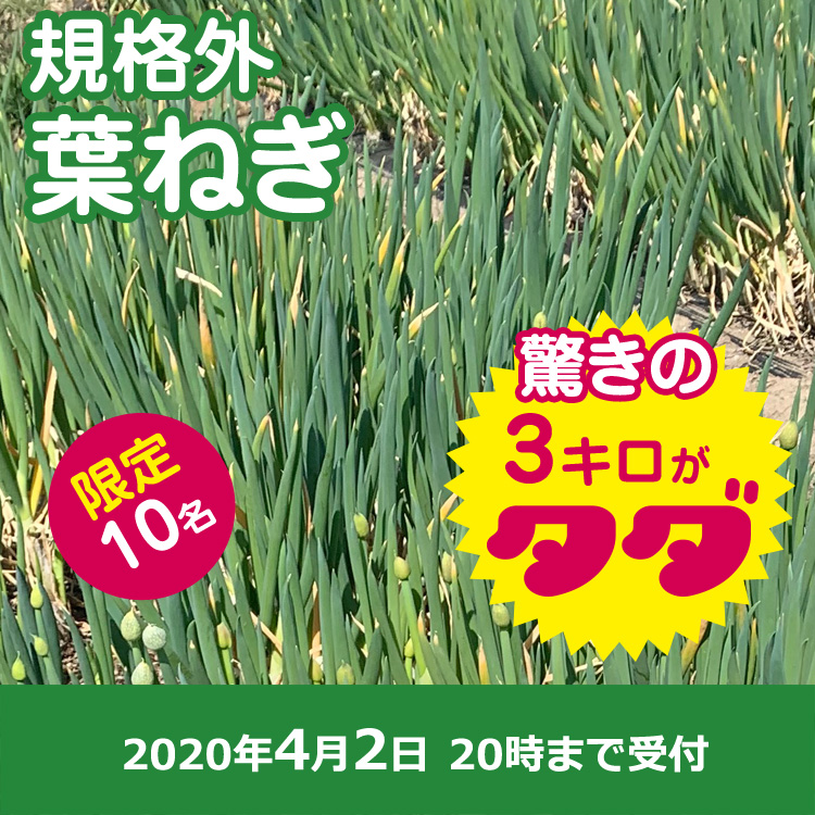 【規格外】葉ねぎ