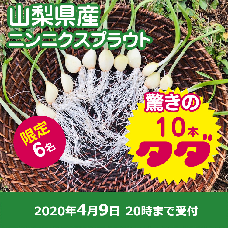 【CONEXT源流にんにくご提供】ニンニクスプラウト