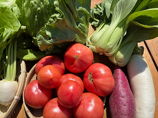 【トマト1キロ付】訳アリ野菜11種(北海道と九州の方)※送料込み※