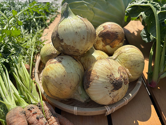 【新玉1.2キロ付き】訳アリ野菜11種（本州と四国の方）※送料込み※