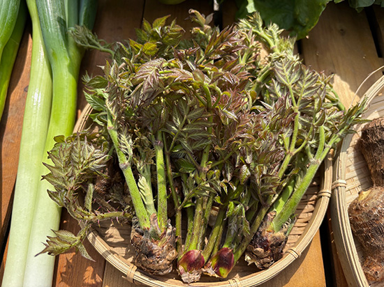 【タラの芽付】訳アリ野菜11種(本州と四国の方)※送料込み※