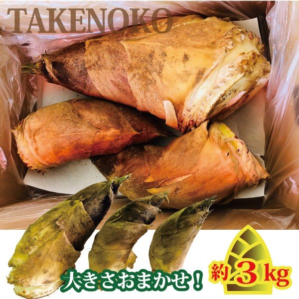 おいしい 朝掘り生竹の子3キロ