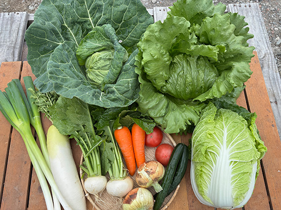 【特売4/30】訳アリ野菜12種（本州と四国の方）※送料込み※