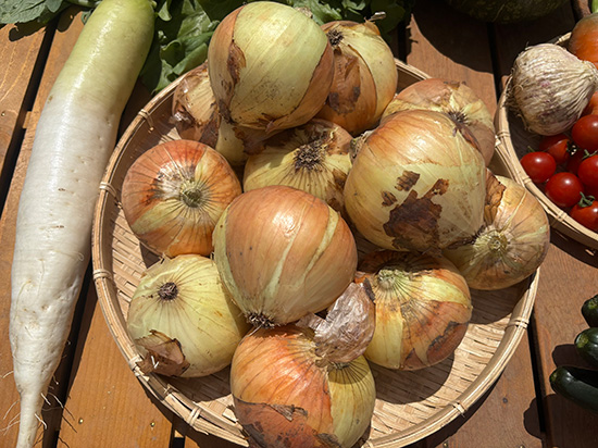 【ドカンと！新玉ねぎ3キロ付き】訳アリ野菜セット（本州と四国の方）※送料込み※