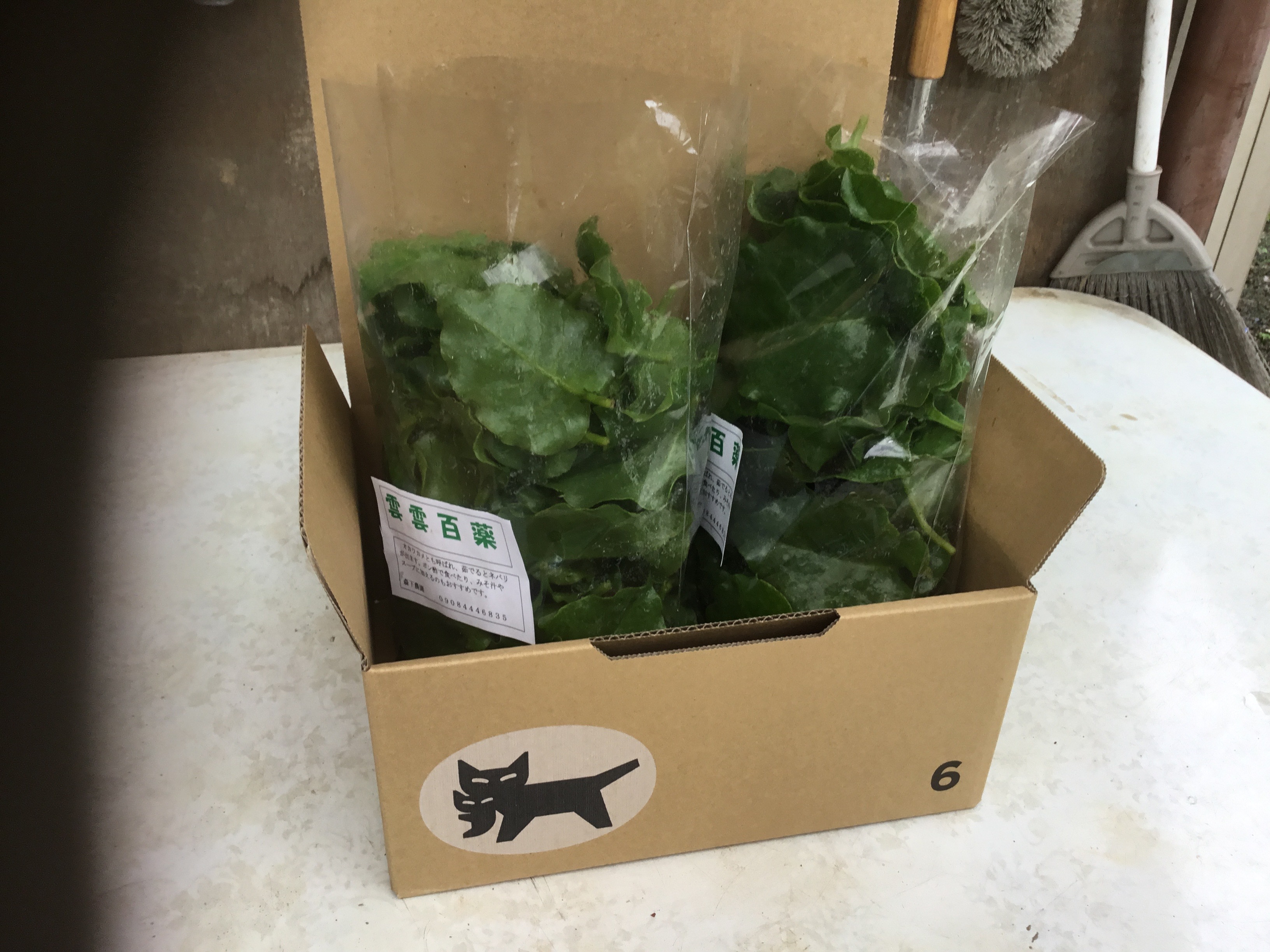 オカワカメ(雲南百薬)(300g✖️2)無農薬・自然栽培(常温発送)