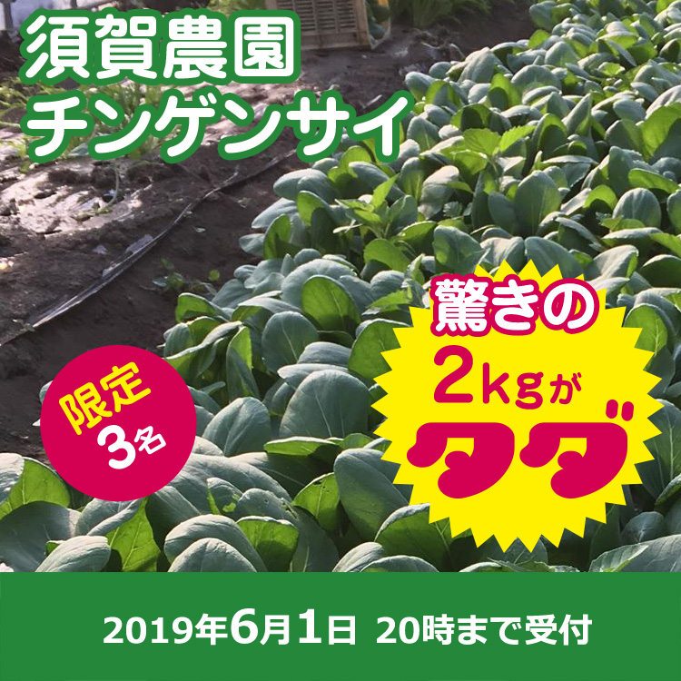 【須賀 農園ご提供】ちょっと小さな チンゲンサイ 2kg
