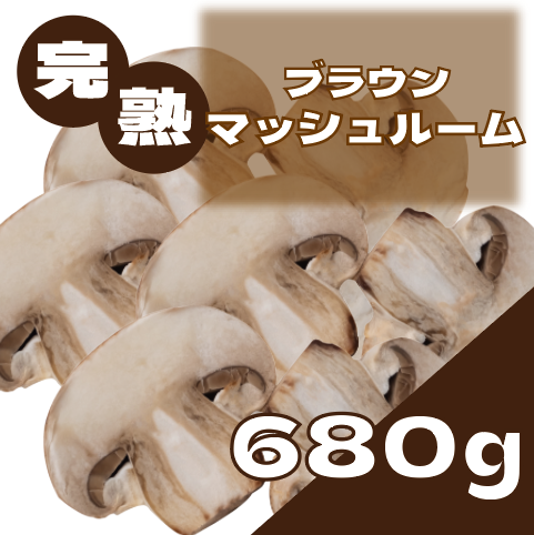 【高級ブラウンマッシュルーム】