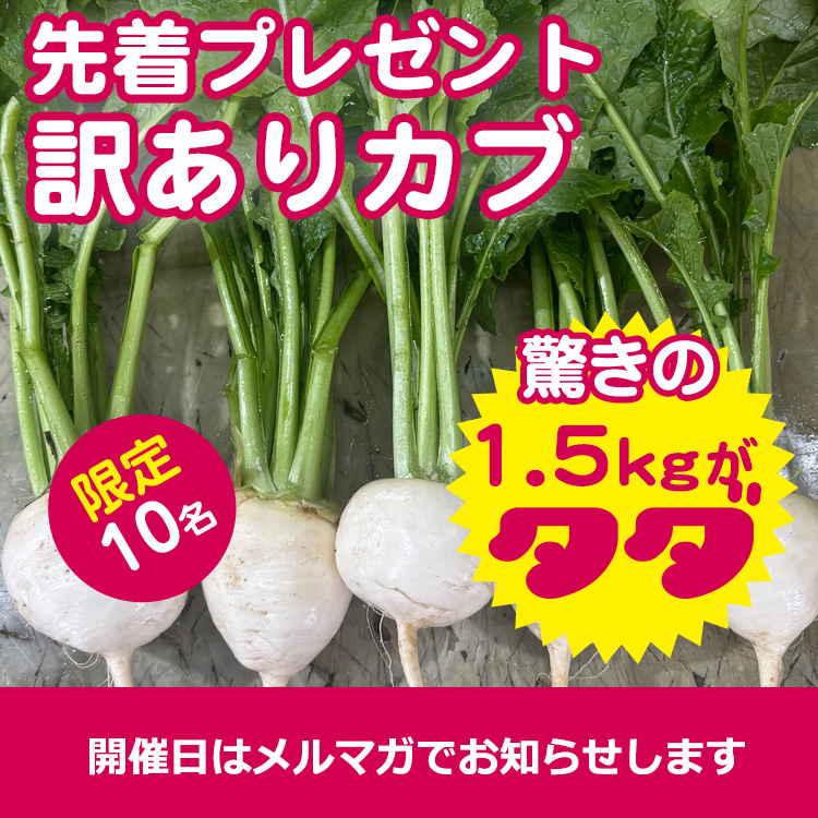【先着プレゼント】訳ありカブ1.5㌔（近日開催）