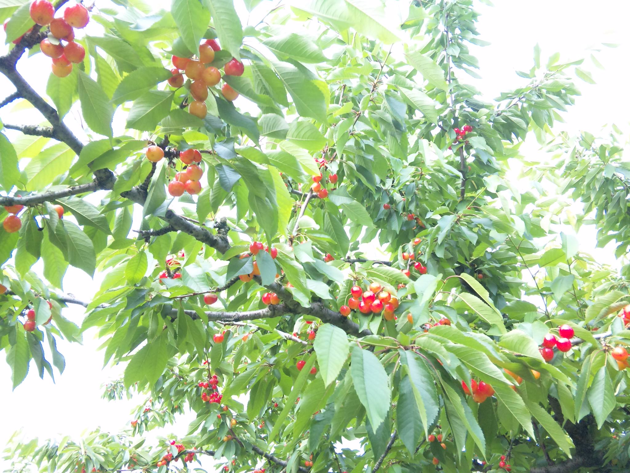 【旬の味覚】山形産さくらんぼ(佐藤錦)秀品L~Mサイズ☆500g箱入り