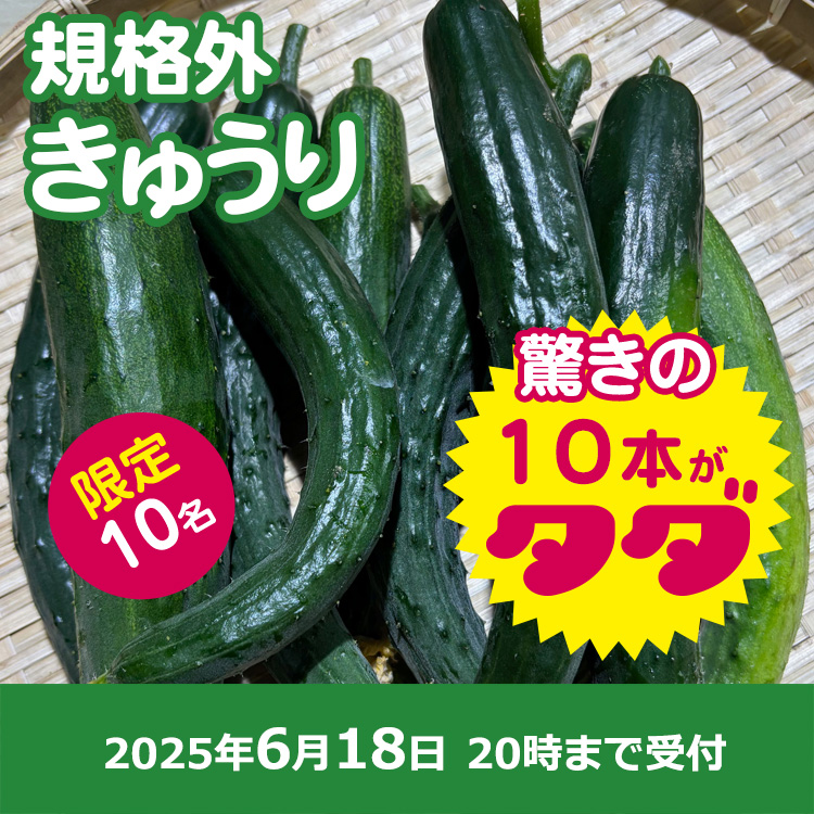 【プレゼント】パリパリきゅうり