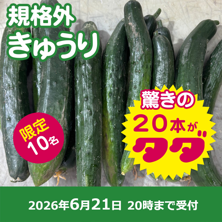 【プレゼント】規格外きゅうり