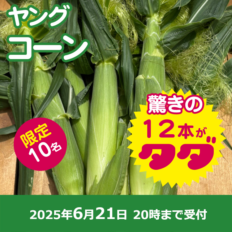 【プレゼント】ヤングコーン12本