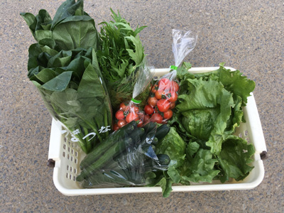 サラダに最適お野菜セット(関東向け)