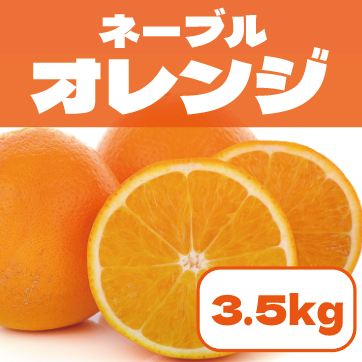 【豊洲市場発!栄養価たっぷりネーブルオレンジ!3.5㎏!】市場仕入れ
