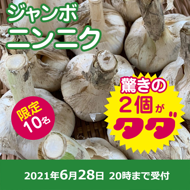 【プレゼント】国産ジャンボニンニク