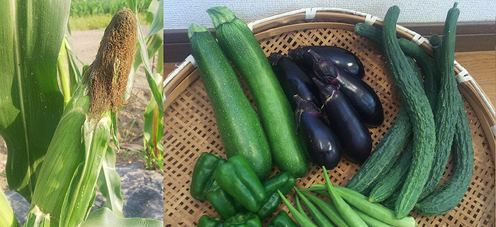 「完全無肥料、無農薬、自然農法産のお野菜7点」セット※北海道、九州地方向け