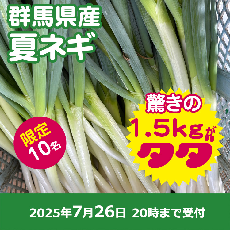 【プレゼント】夏ネギ1.5キロ