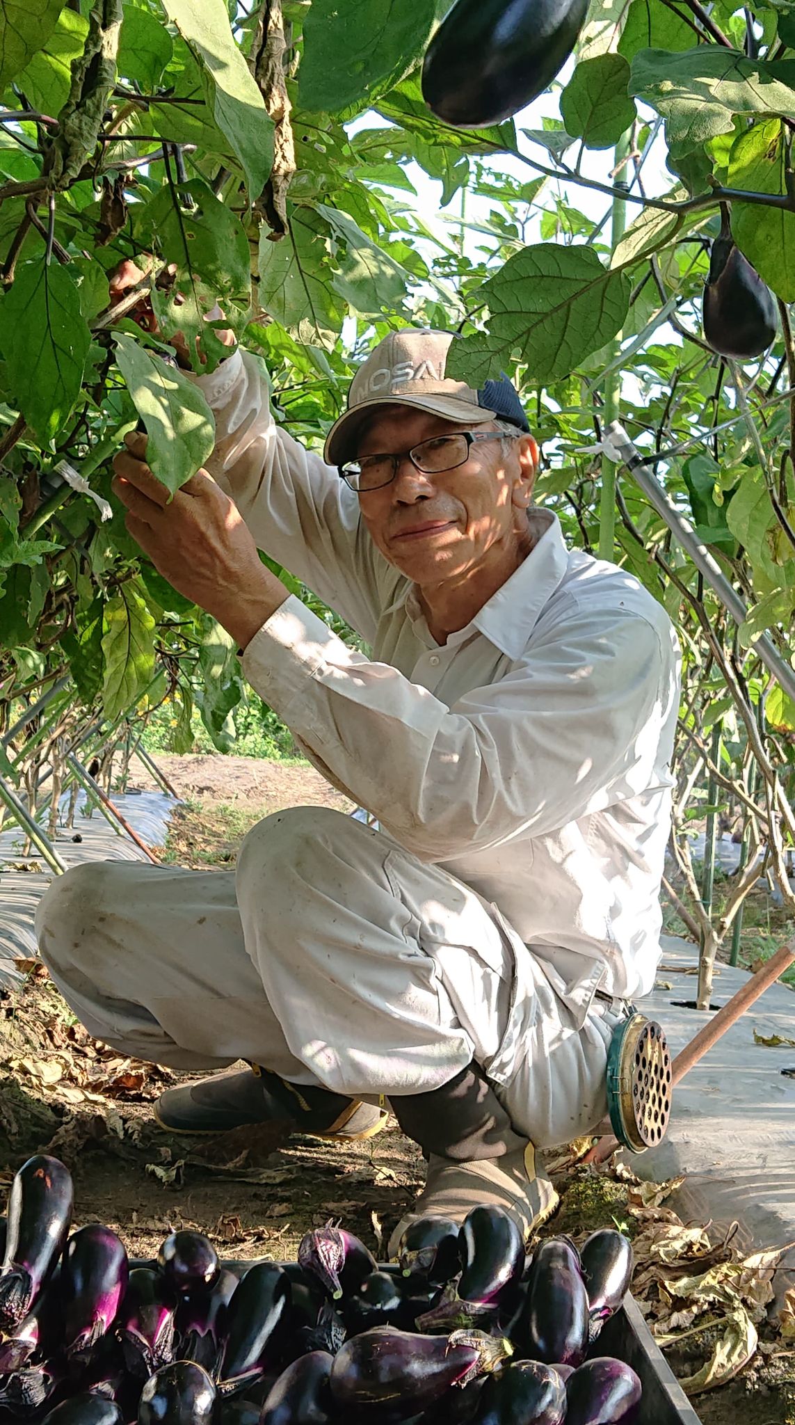 朝採り＆無農薬　「総社野菜　まるよし」