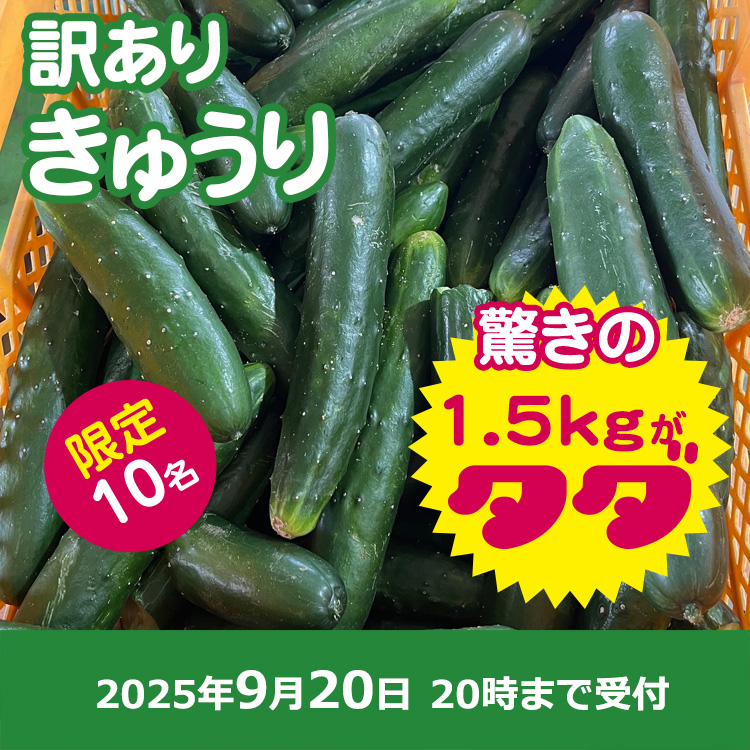 【プレゼント】きゅうり1.5キロ