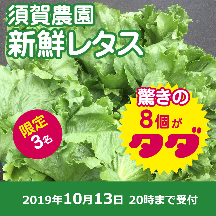 【須賀 農園ご提供】新鮮レタス8個