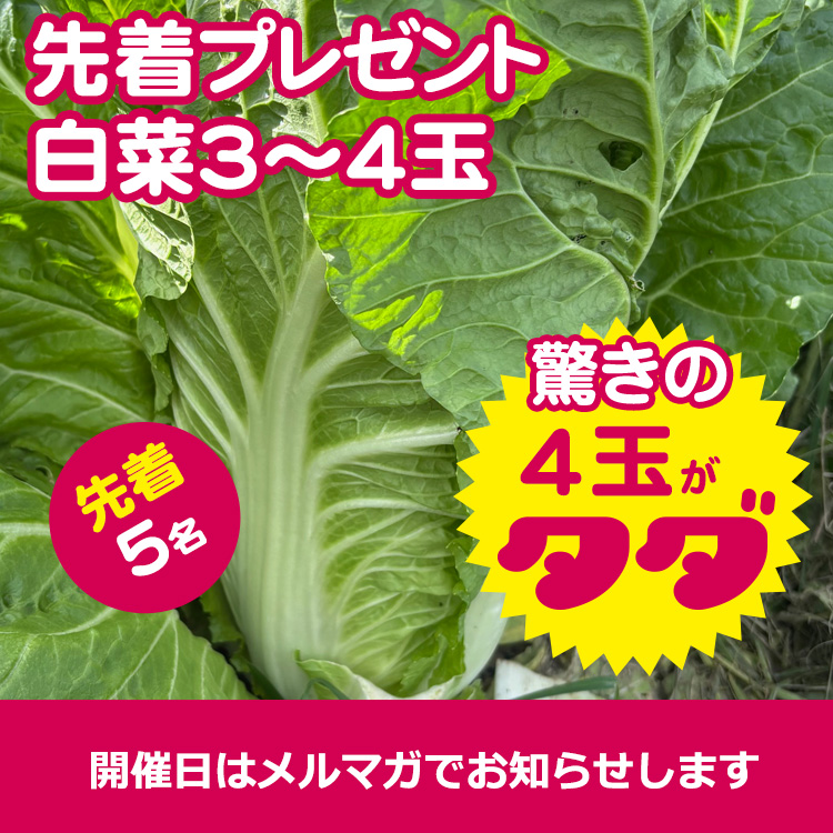 【先着プレゼント】