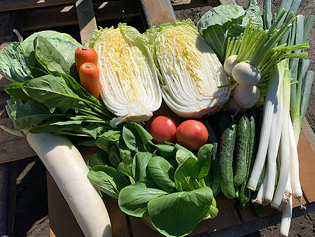 【2倍セット】キュウリ6本付き野菜14品（関東・中部・東北・関西の方）※送料込※