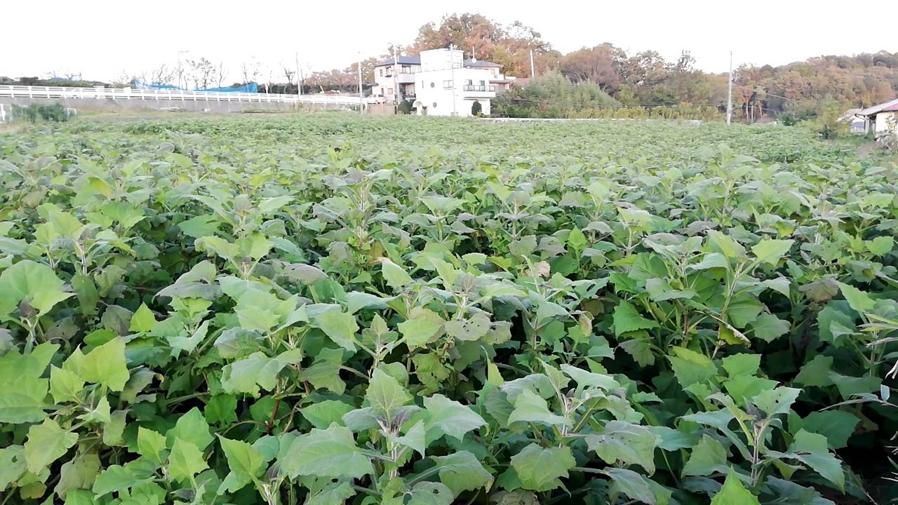 梨の様な甘みと食感☆自然栽培ヤーコン訳ありサイズ混合10kg