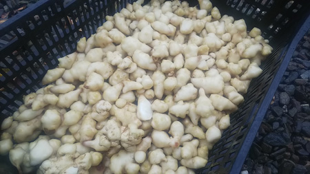 【神食材!?】「完全無肥料、無農薬、自然農法産の菊芋」2㎏ ※中国、四国地方向け