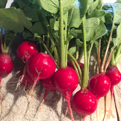 カゴシマの菜摘みセット☆葉物６種