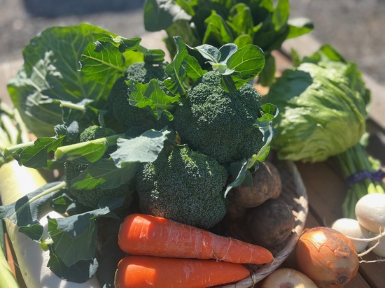 【ブロ多め】訳あり野菜11種セット(北海道と九州の方)※送料込み※