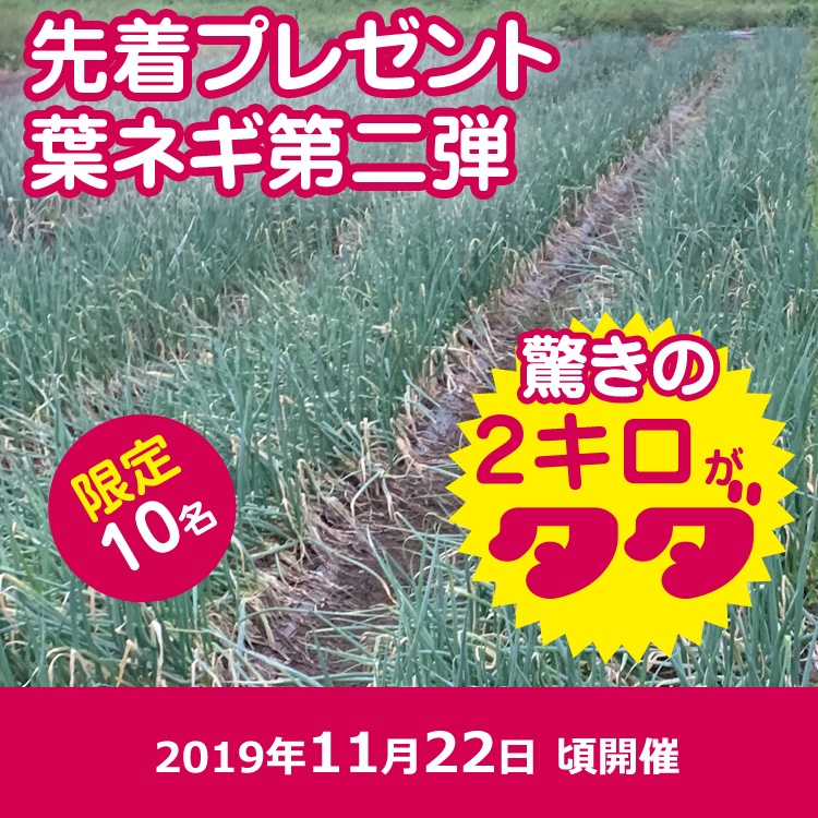 先着プレゼント 葉ネギ(終了しました)
