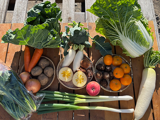 【蜜入りリンゴ付き】わけあり野菜12種（北海道と九州の方）※送料込み※100サイズ満タン