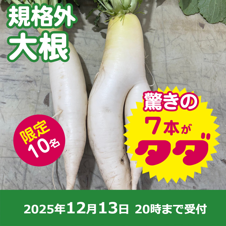【プレゼント】規格外大根7本