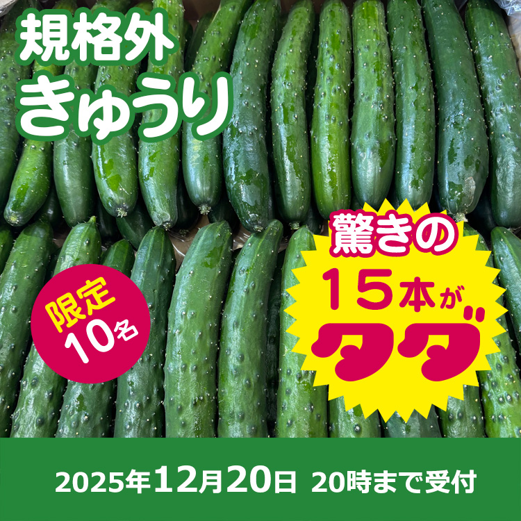【プレゼント】規格外きゅうり