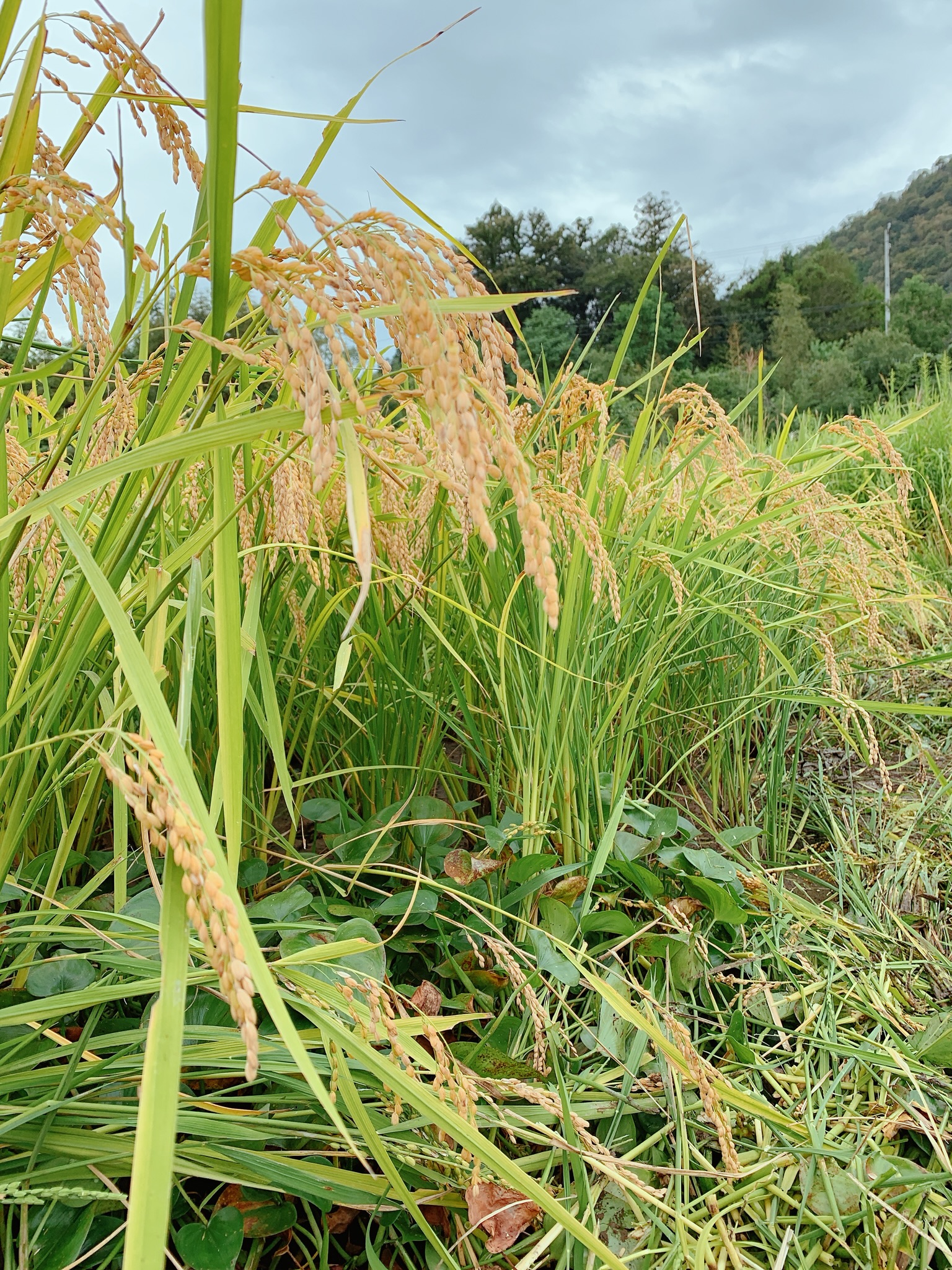 令和元年産一等米【農家直送】京都丹波産きぬひかり5Kg